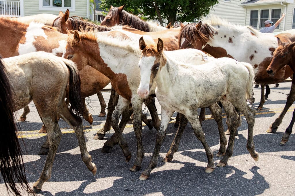 Chincoteague Pony Swim