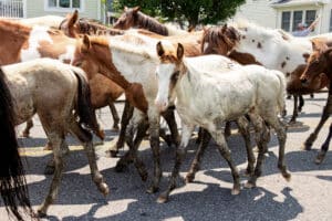 Chincoteague Pony Swim