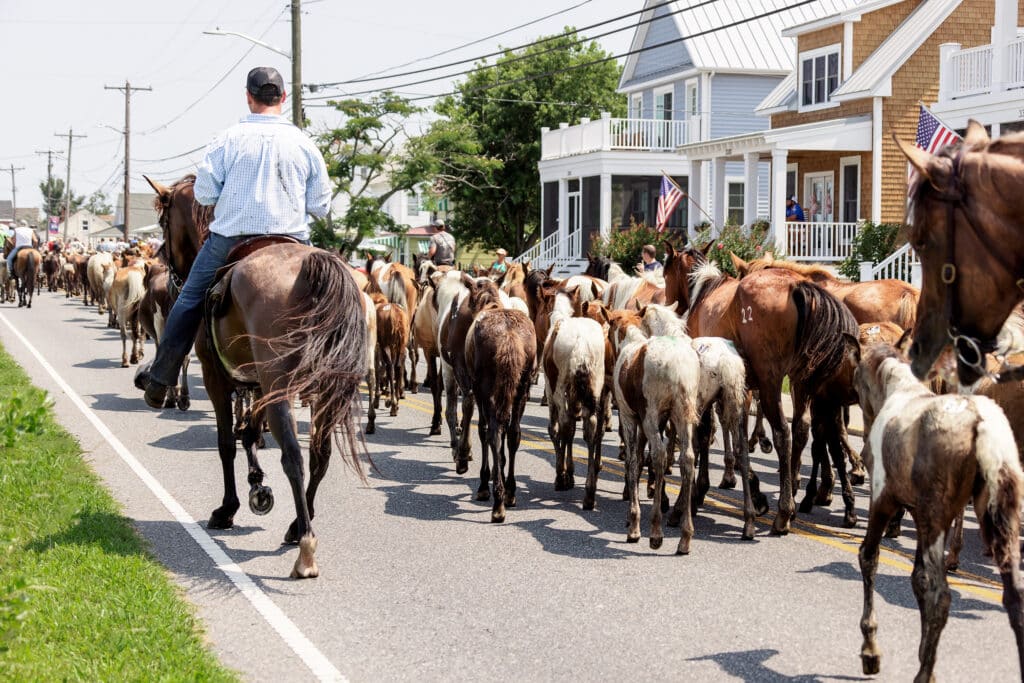 Chincoteague Pony Swim