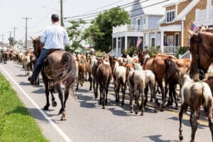 Chincoteague Pony Swim