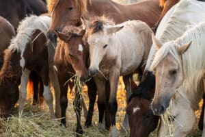 Chincoteague Pony Penning