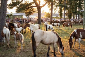 Chincoteague Pony Penning