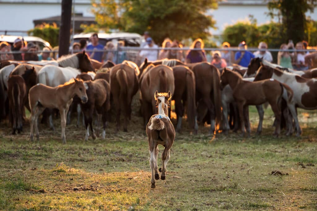 Chincoteague Pony Penning
