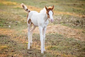 Chincoteague Pony Penning