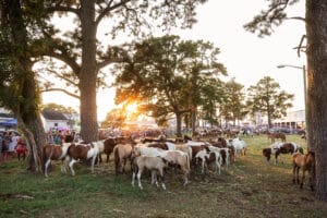 Chincoteague Pony Penning