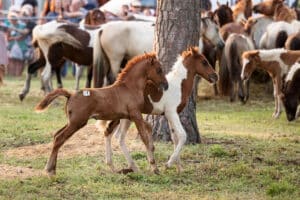Chincoteague Pony Penning