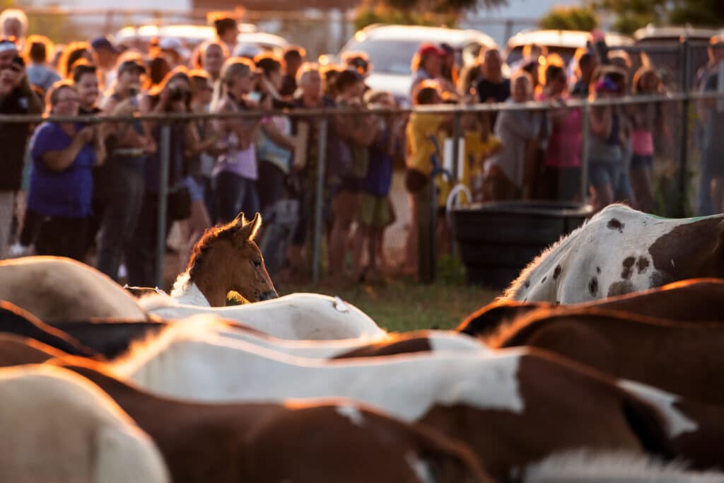 Chincoteague Pony Penning