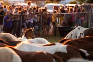 Chincoteague Pony Penning