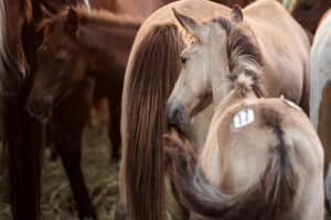 Chincoteague Pony Penning