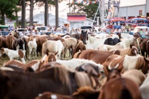 Chincoteague Pony Penning