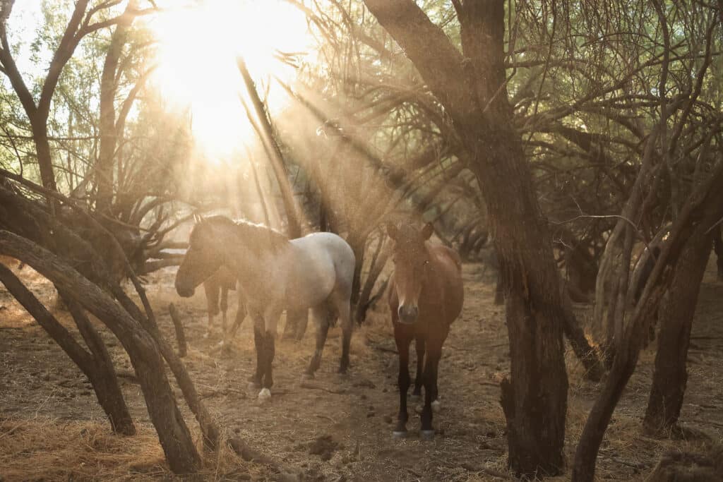 Salt River Mustang Photo