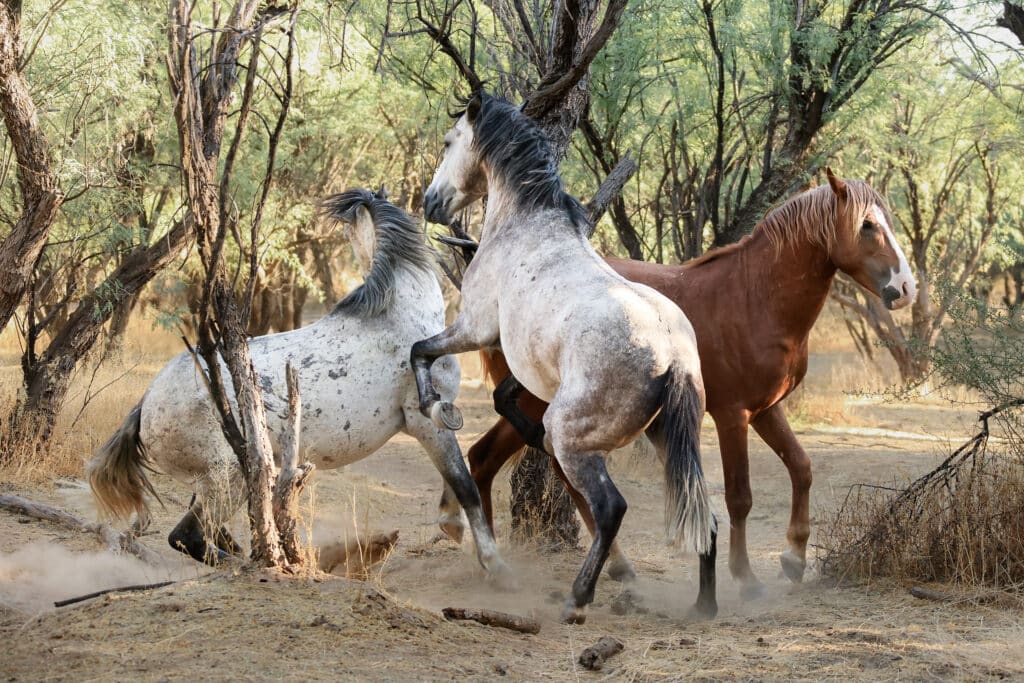 Salt River Mustang Photo