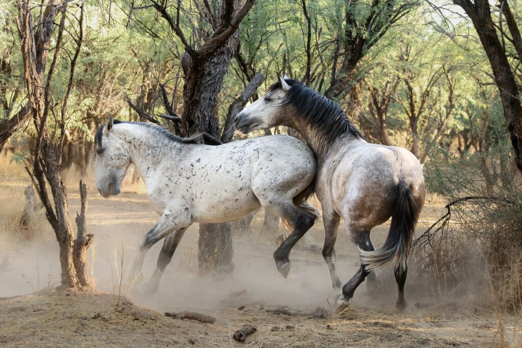 Salt River Mustang Photo