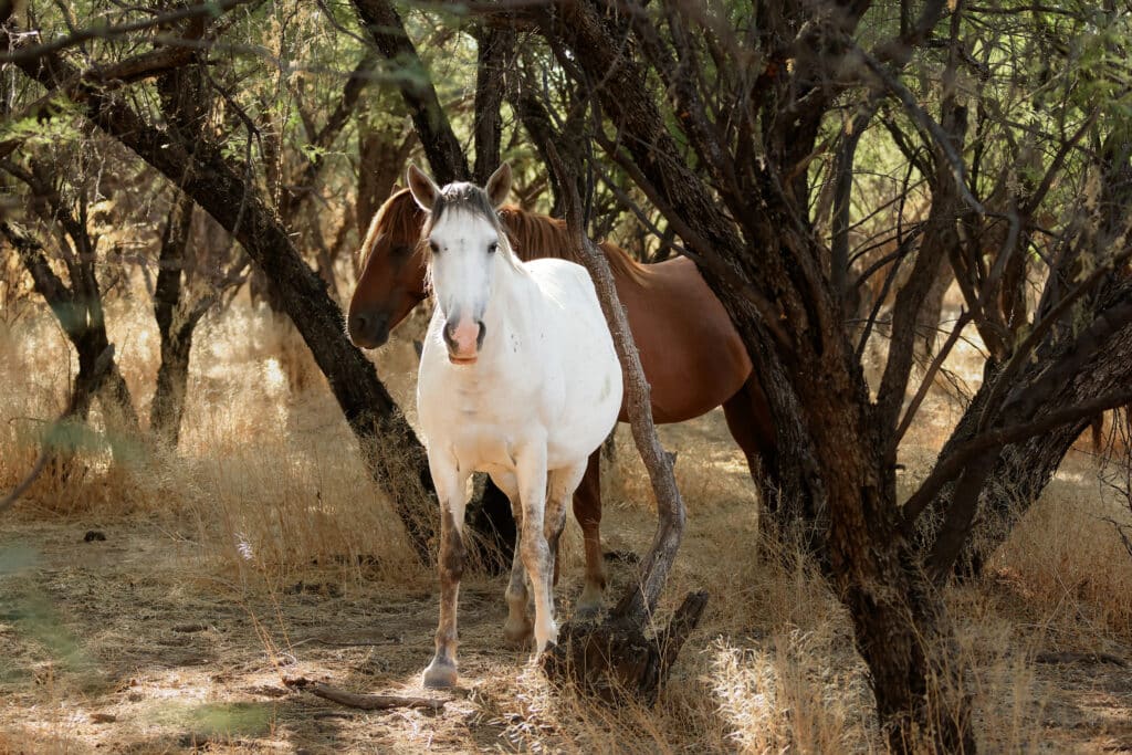 Salt River Mustang Photo