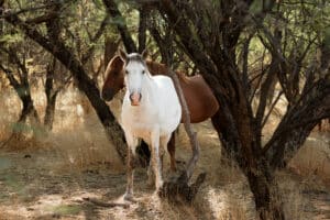Salt River Mustang Photo