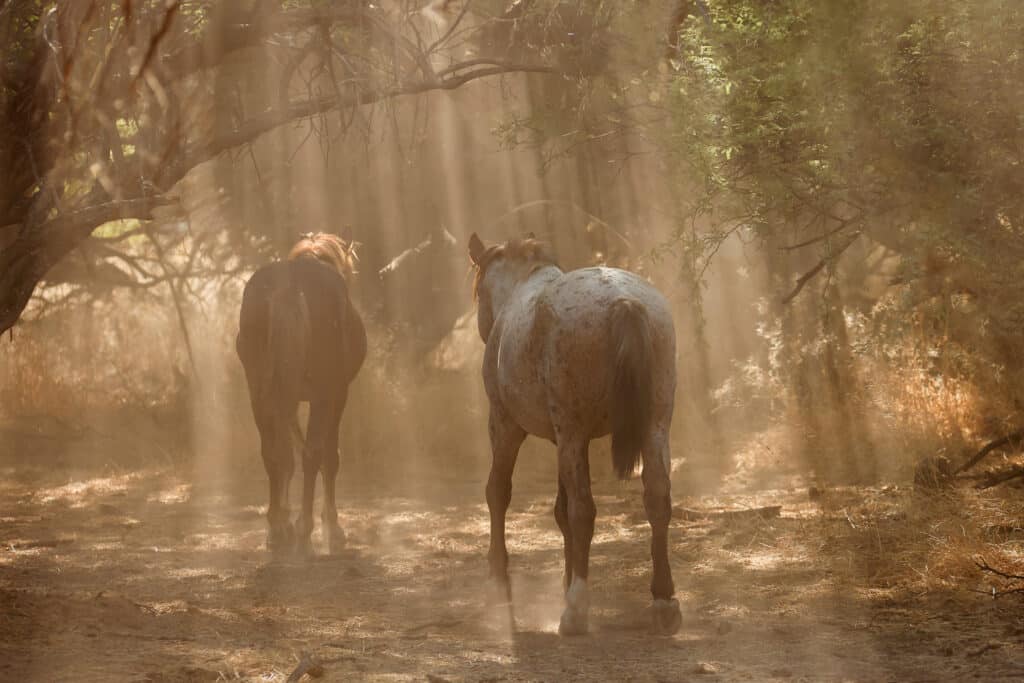 Salt River Mustang Photo