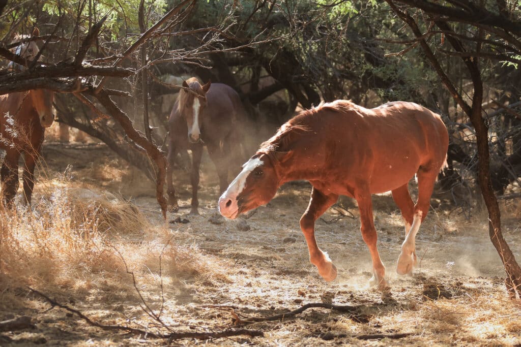 Salt River Mustang Photo