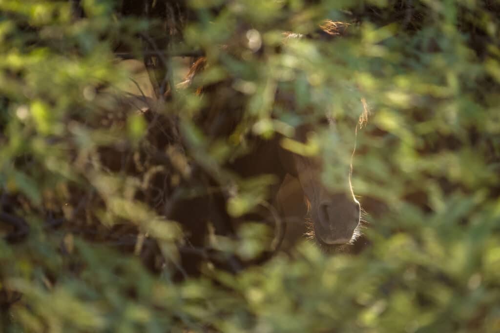 Salt River Mustang Photo