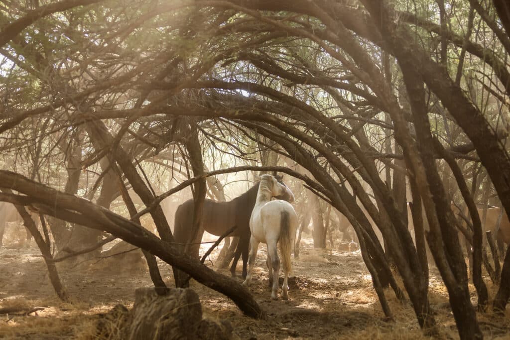 Salt River Mustang Photo