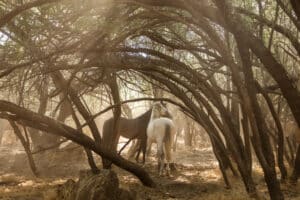Salt River Mustang Photo