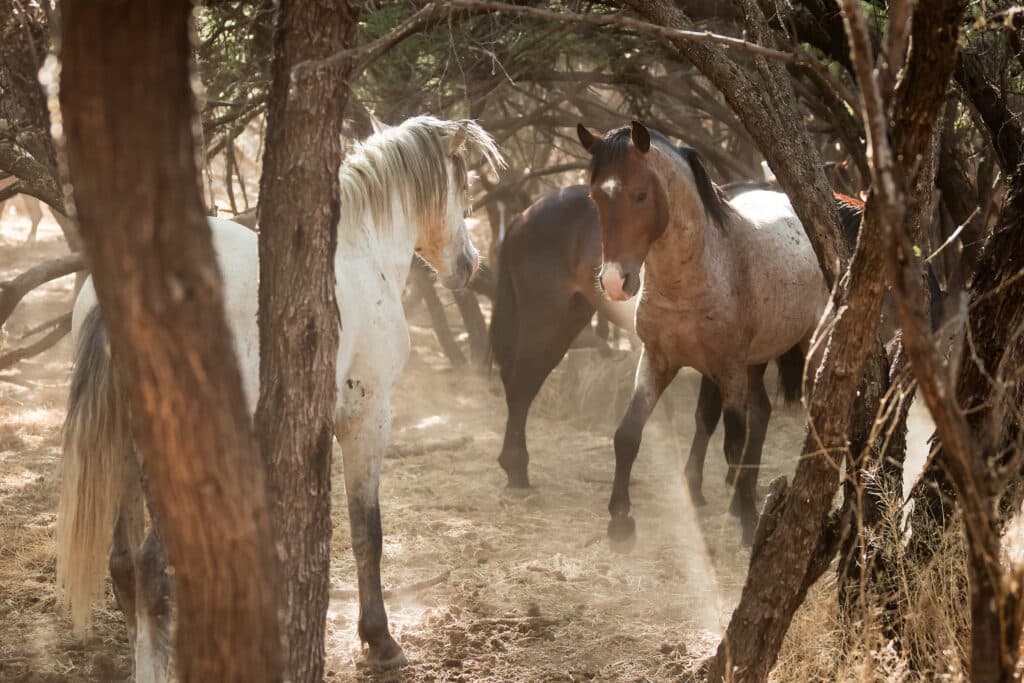 Salt River Mustang Photo