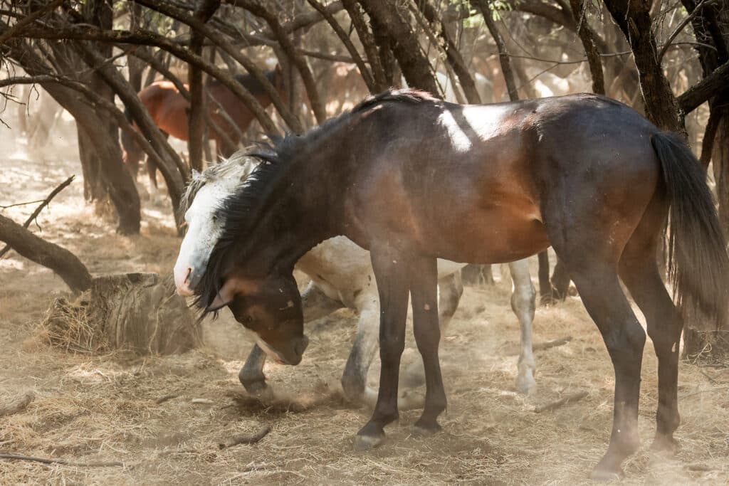 Salt River Mustang Photo