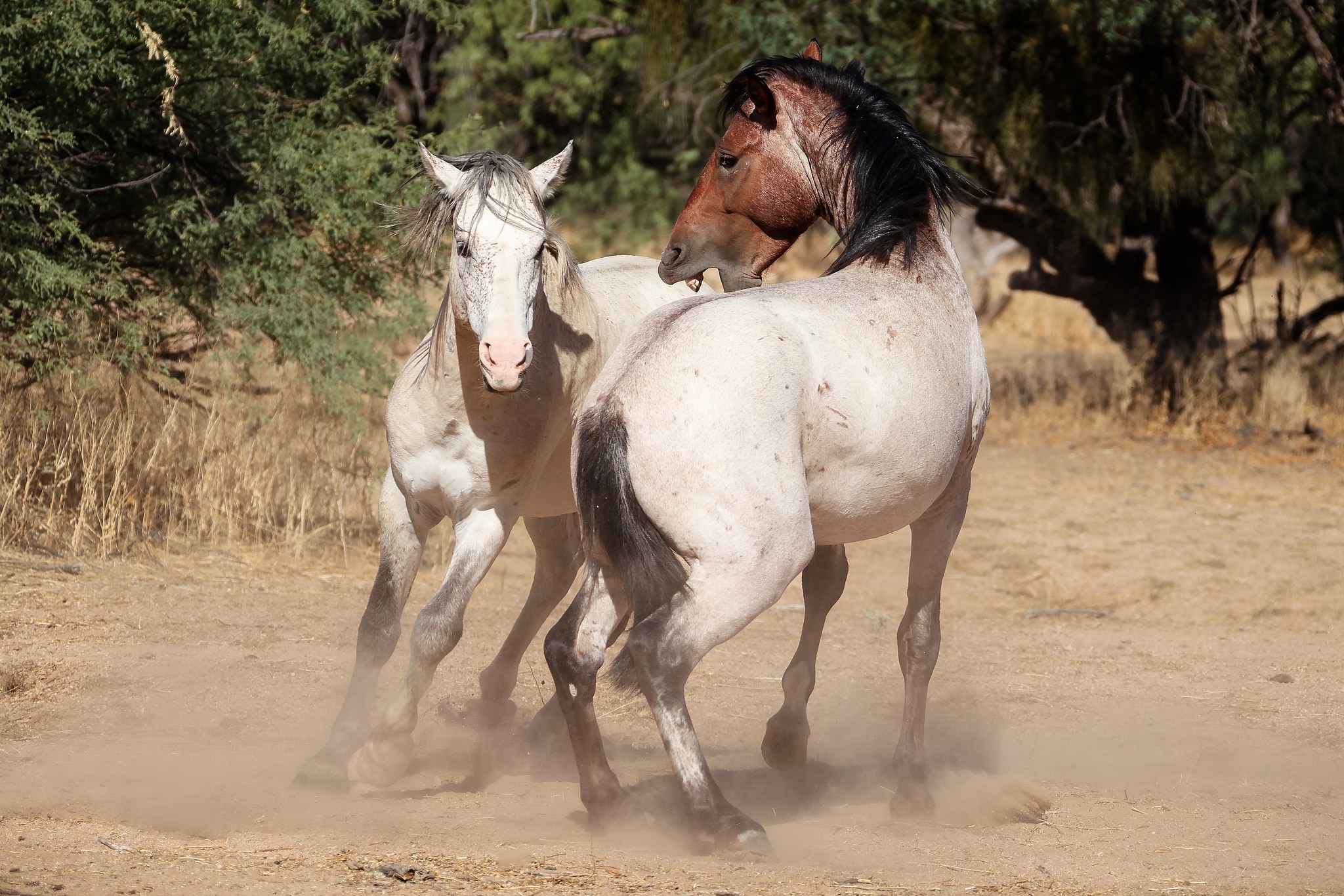 Arizona’s Wild Horses – Photographs of the Salt River Mustangs, Part 1