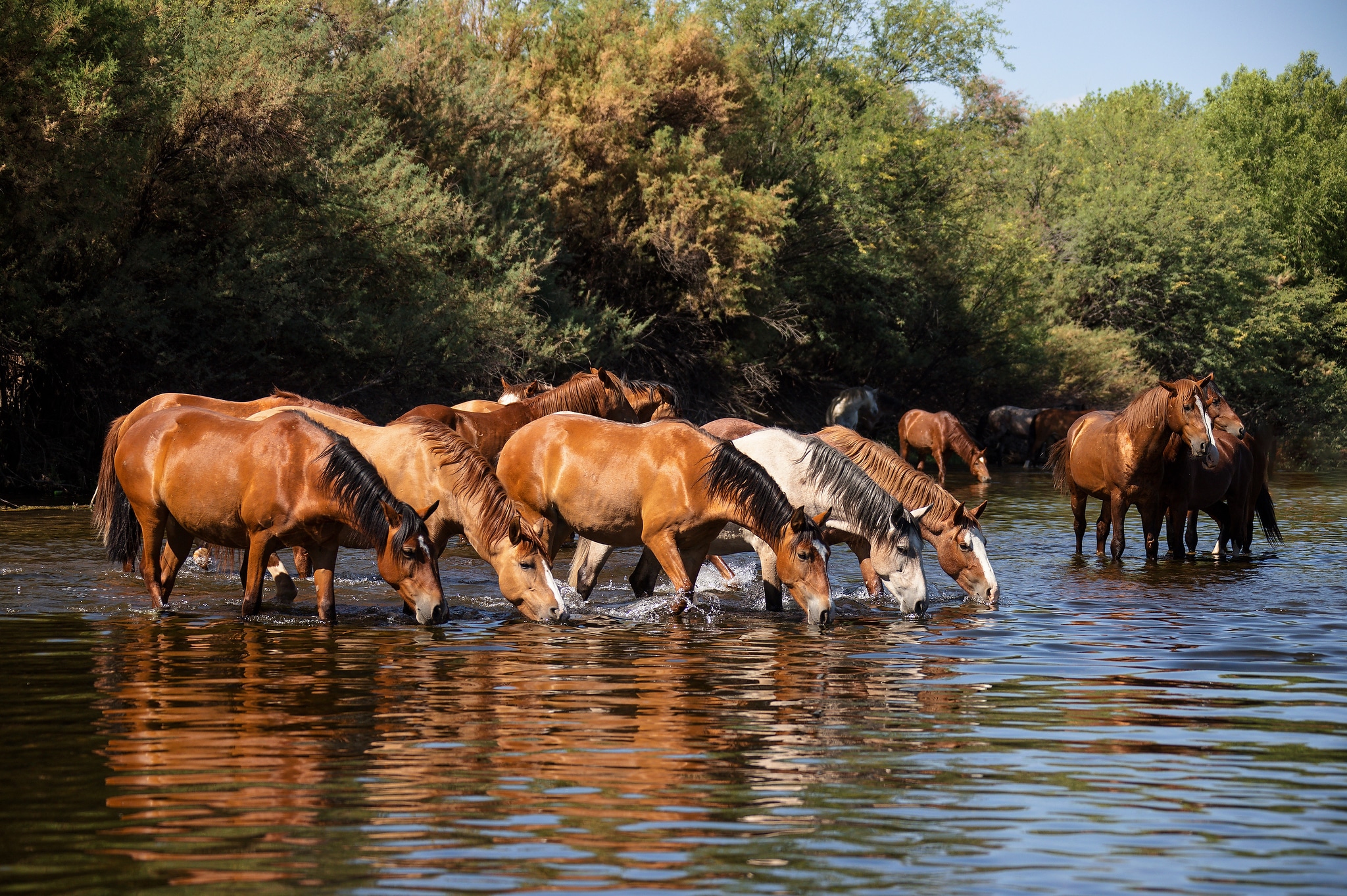 Arizona’s Wild Horses – Photographs of the Salt River Mustangs, Part 2