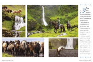 Icelandic horse photos
