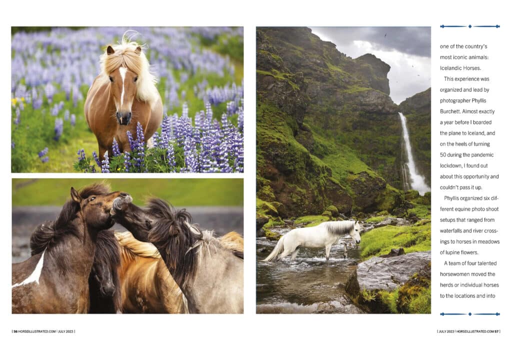 Icelandic horse photos