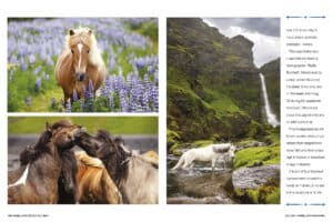 Icelandic horse photos