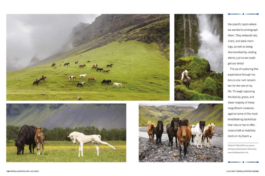 Icelandic horse photos