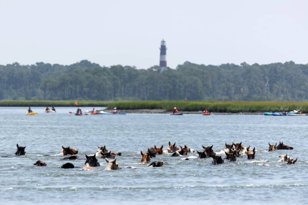 Chincoteague Pony Swim