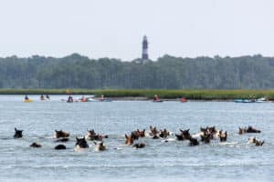 Chincoteague Pony Swim