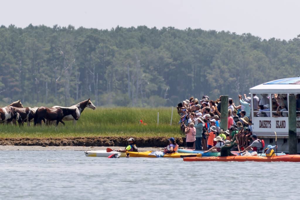 Chincoteague Pony Swim