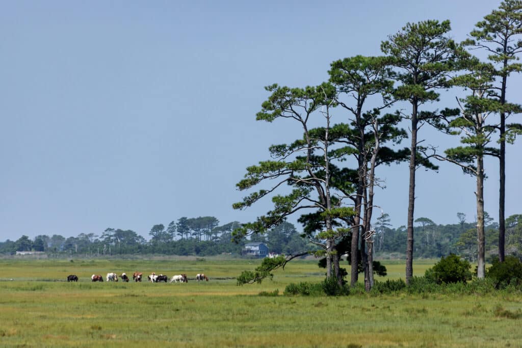 Chincoteague Pony Swim