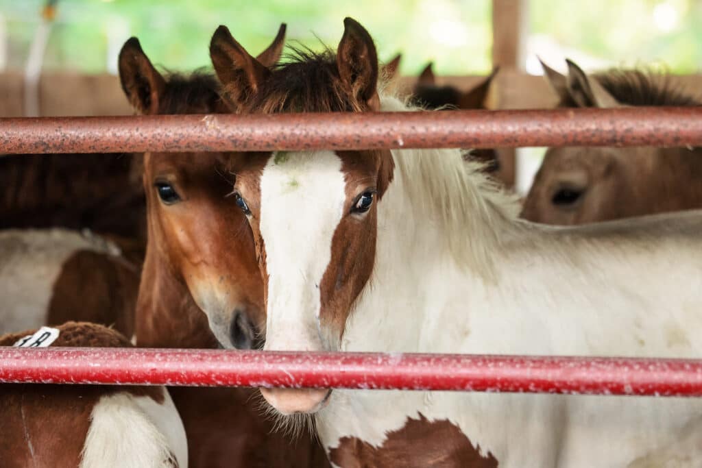 Chincoteague Pony Auction