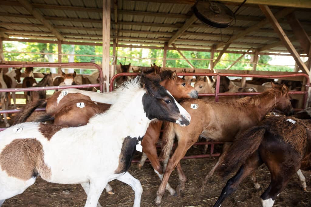 Chincoteague Pony Auction