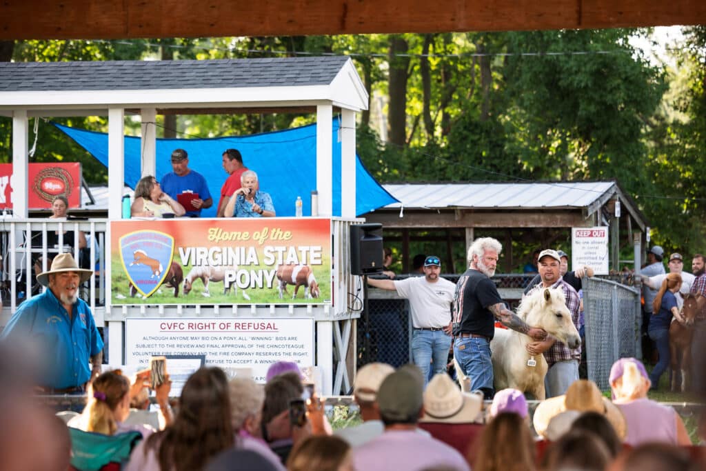 Chincoteague Pony Auction