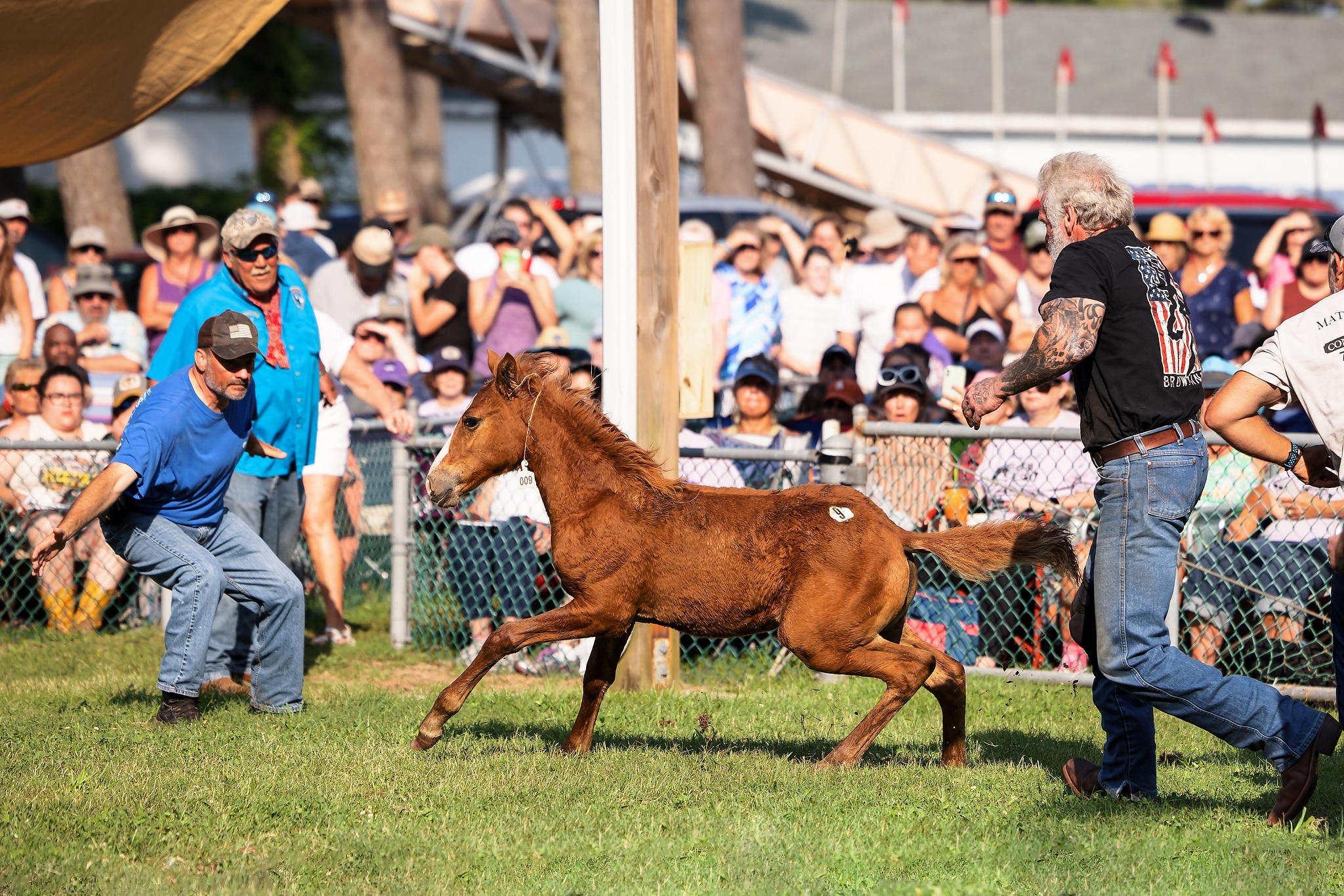 Photos from 2023 Chincoteague Pony Penning Week – Part 3 – Auction and Swim Back