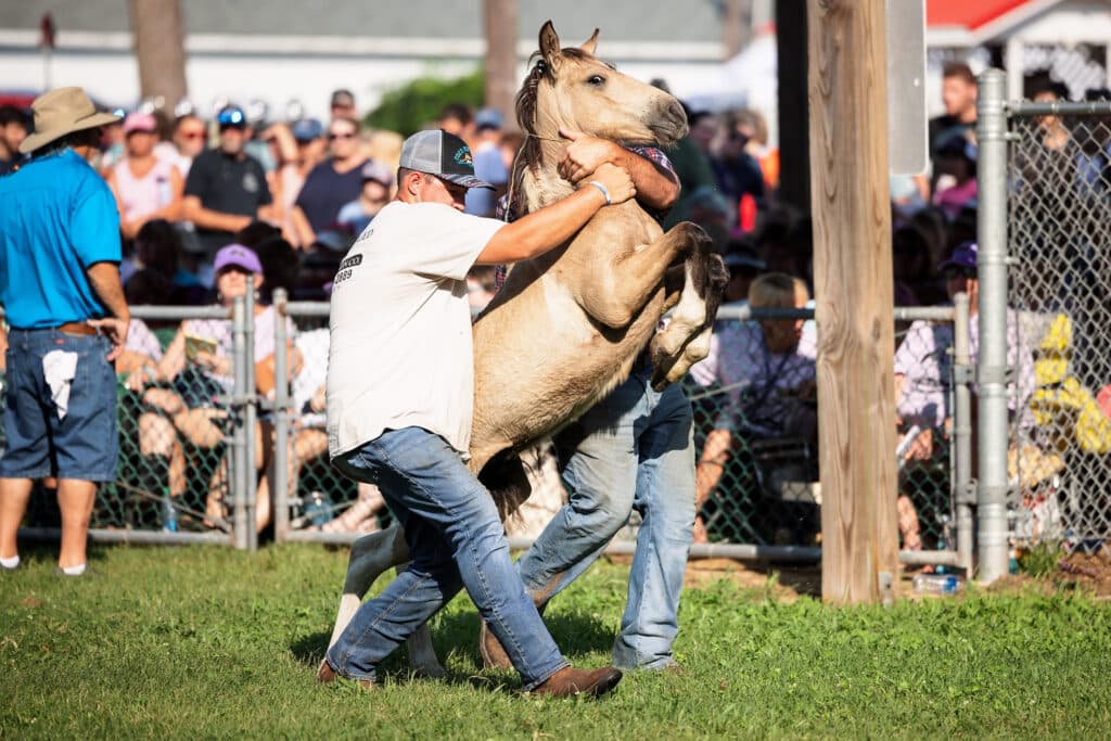 Chincoteague Pony Auction