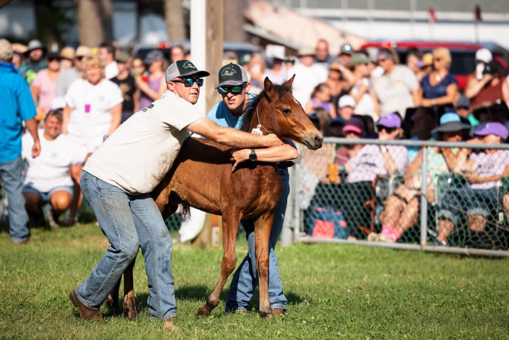 Chincoteague Pony Auction