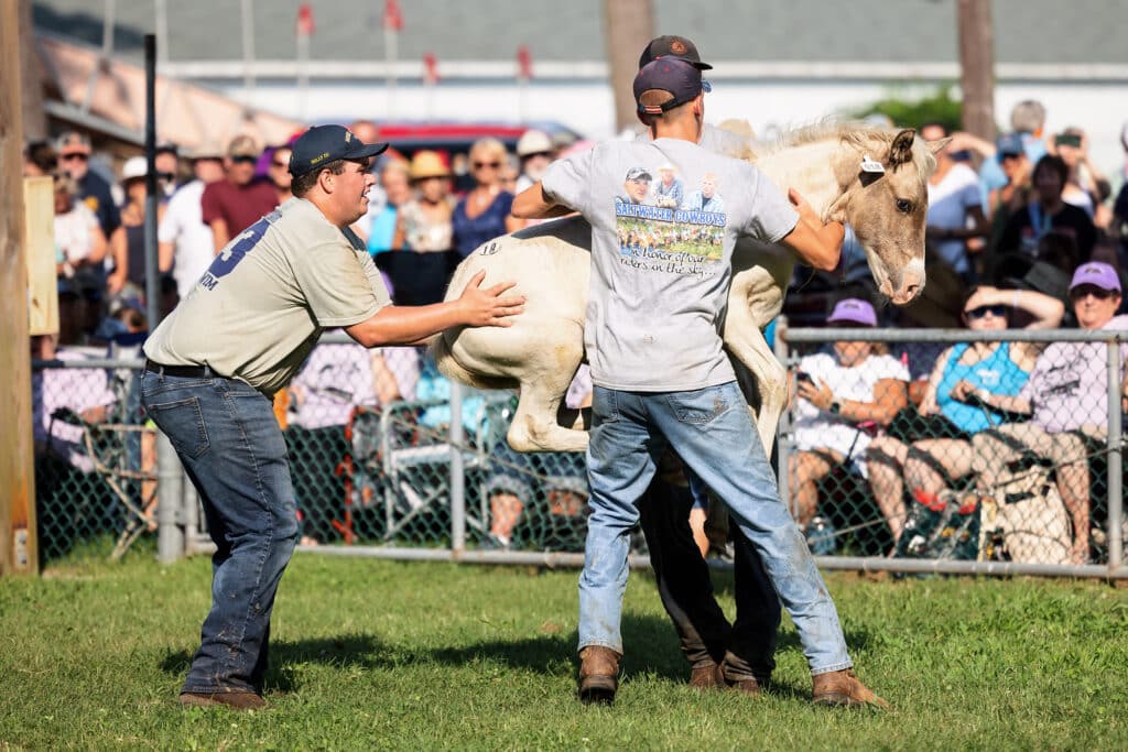 Chincoteague Pony Auction