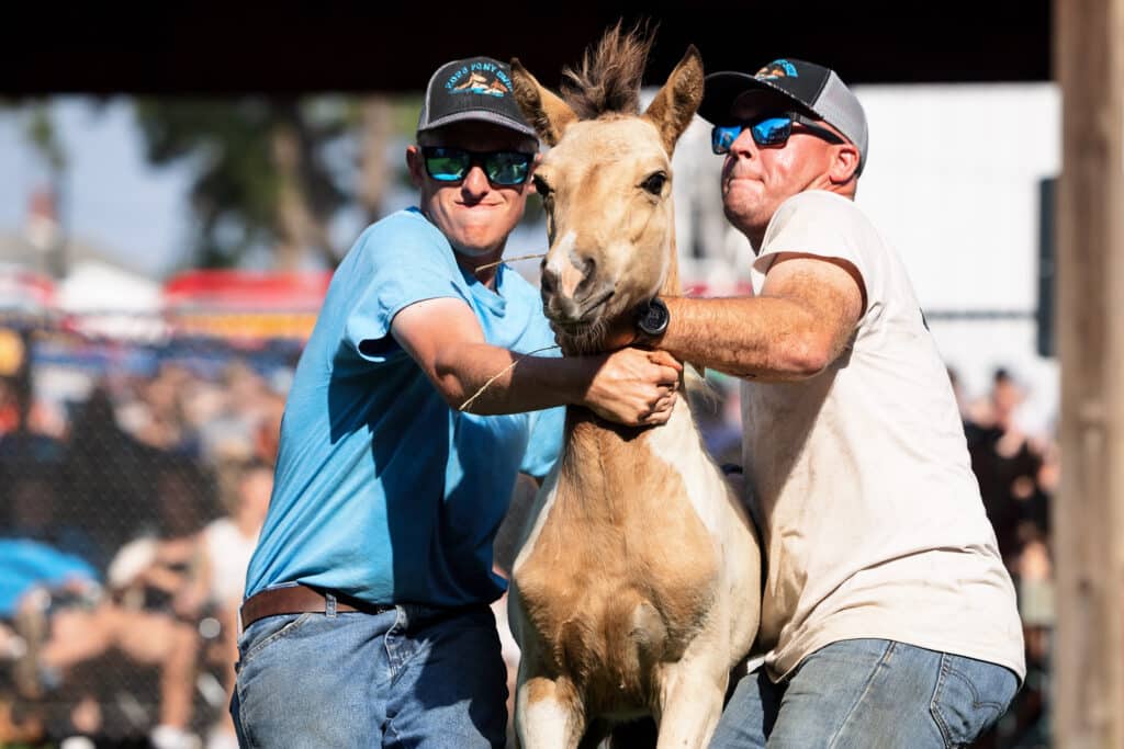 Chincoteague Pony Auction