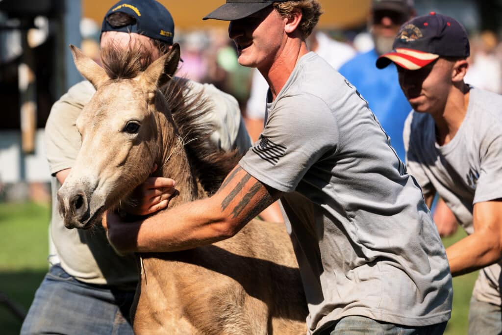 Chincoteague Pony Auction