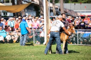 Chincoteague Pony Auction