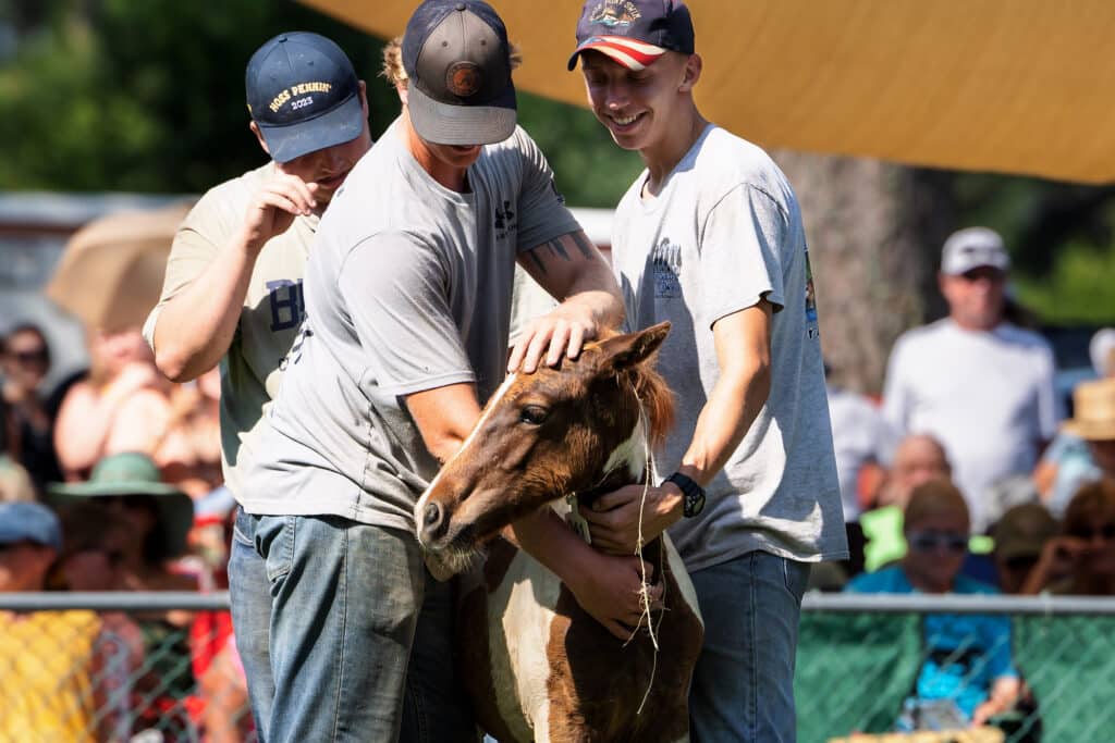 Chincoteague Pony Auction