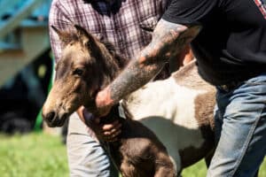 Chincoteague Pony Auction