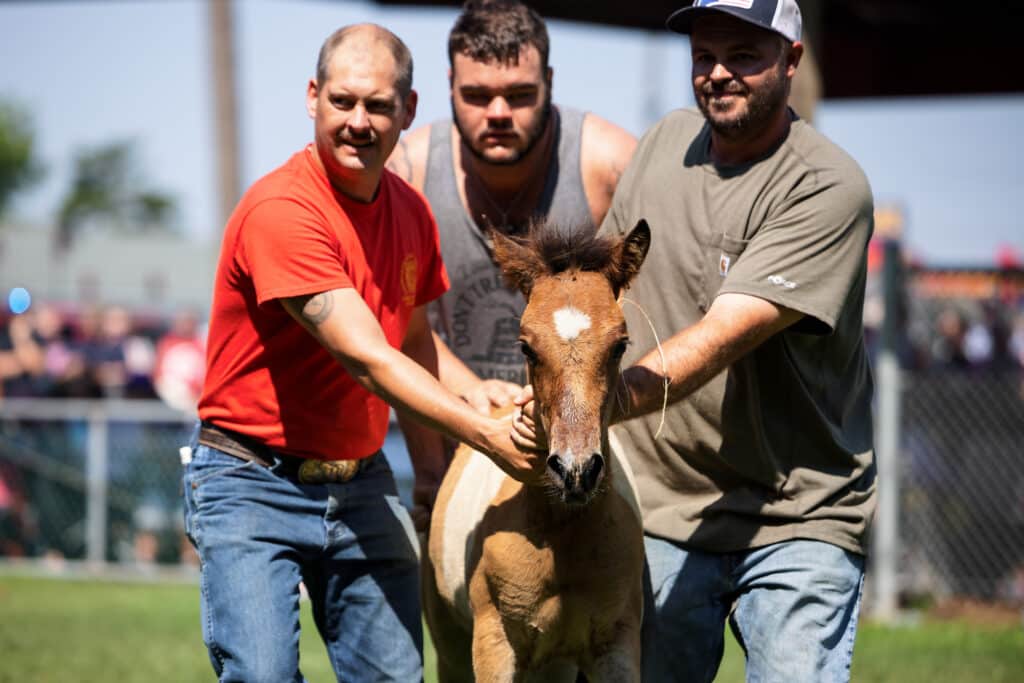 Chincoteague Pony Auction