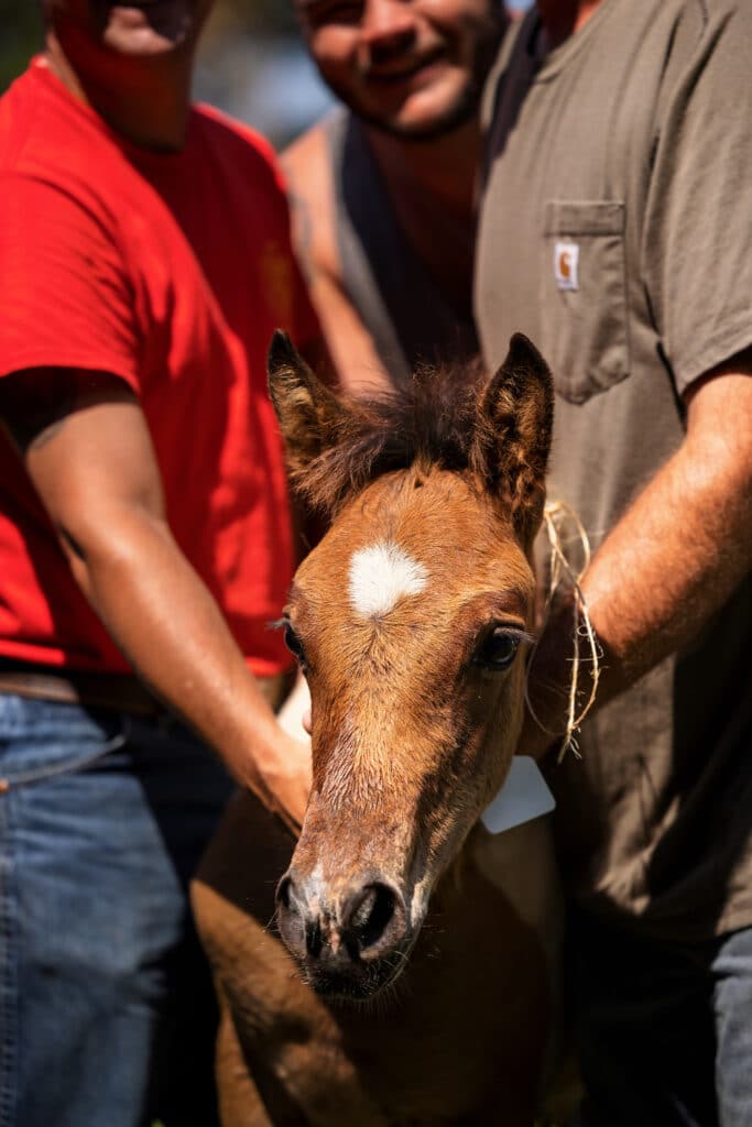 Chincoteague Pony Auction